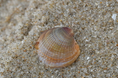 Austrovenus stutchburyi