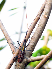 Macrochenus guerinii