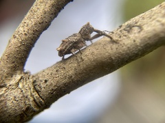 Orthorhinus