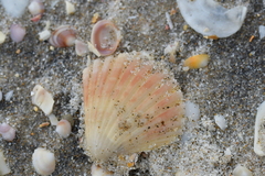 Pecten novaezelandiae