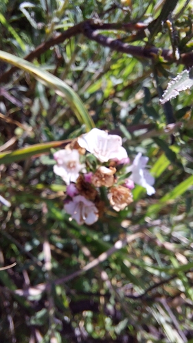 Image of Lobostemon glaber by (c) Wessel Pretorius, some rights reserved (CC BY-SA)