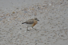 Charadrius obscurus aquilonius
