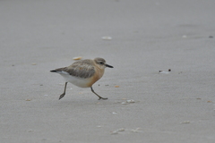 Charadrius obscurus aquilonius