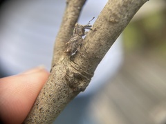 Orthorhinus