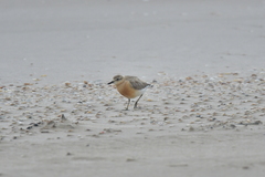 Charadrius obscurus aquilonius
