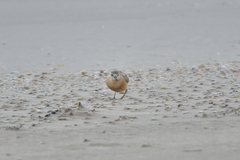Charadrius obscurus aquilonius