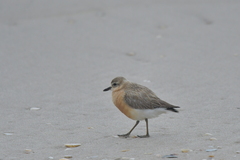 Charadrius obscurus aquilonius