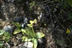 Ophrys