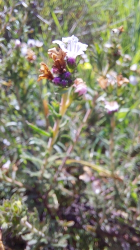 Image of Lobostemon glaber by (c) Wessel Pretorius, some rights reserved (CC BY-SA)