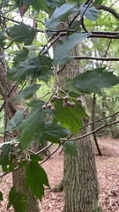 Torminalis glaberrima