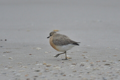 Charadrius obscurus aquilonius