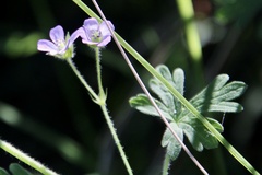 Geranium homeanum
