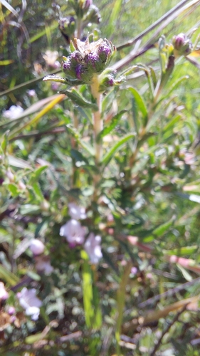 Image of Lobostemon glaber by (c) Wessel Pretorius, some rights reserved (CC BY-SA)