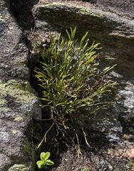 Asplenium septentrionale