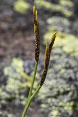 Asplenium septentrionale