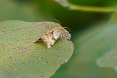 Heliothis adaucta