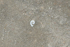 Spirula spirula