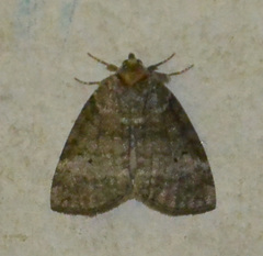 Ochropacha duplaris