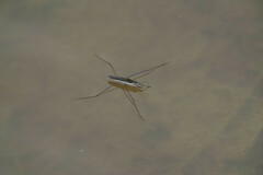 Aquarius paludum paludum