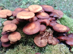 Kuehneromyces