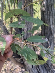 Angophora floribunda