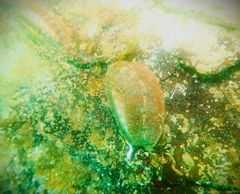 Cryptoplax striata