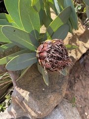 Protea nitida