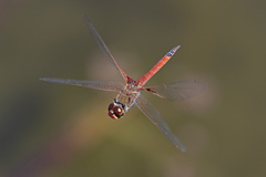Tramea loewii