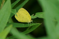Eurema mandarina