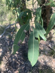 Angophora floribunda
