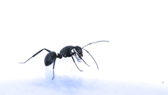 Camponotus eugeniae