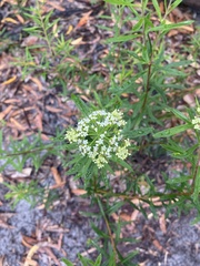 Platysace lanceolata