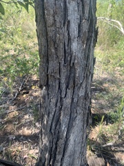 Angophora floribunda