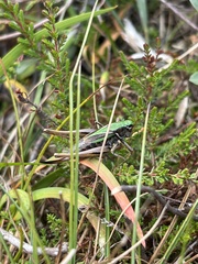 Metrioptera brachyptera