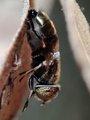 Eristalinus aeneus