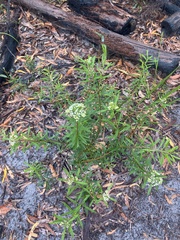 Platysace lanceolata