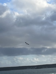 Chroicocephalus novaehollandiae