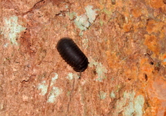 Oniscomorpha