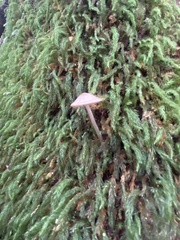 Mycena roseilignicola