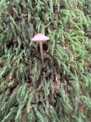 Mycena roseilignicola