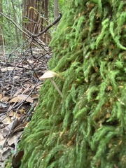 Mycena roseilignicola