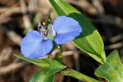 Commelina benghalensis