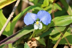 Commelina benghalensis