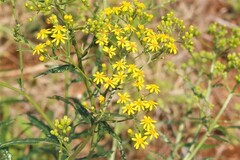 Senecio polyanthemoides