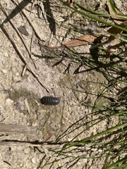 Armadillidium vulgare