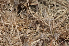 Pyronia cecilia