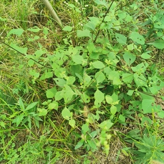 Sigesbeckia orientalis