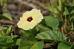 Hewittia malabarica