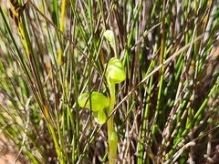 Pterostylis mutica