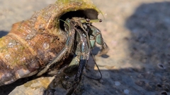 Clibanarius taeniatus